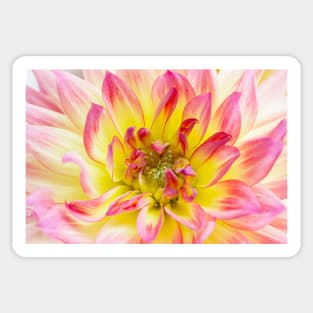 Dahlia Sticker